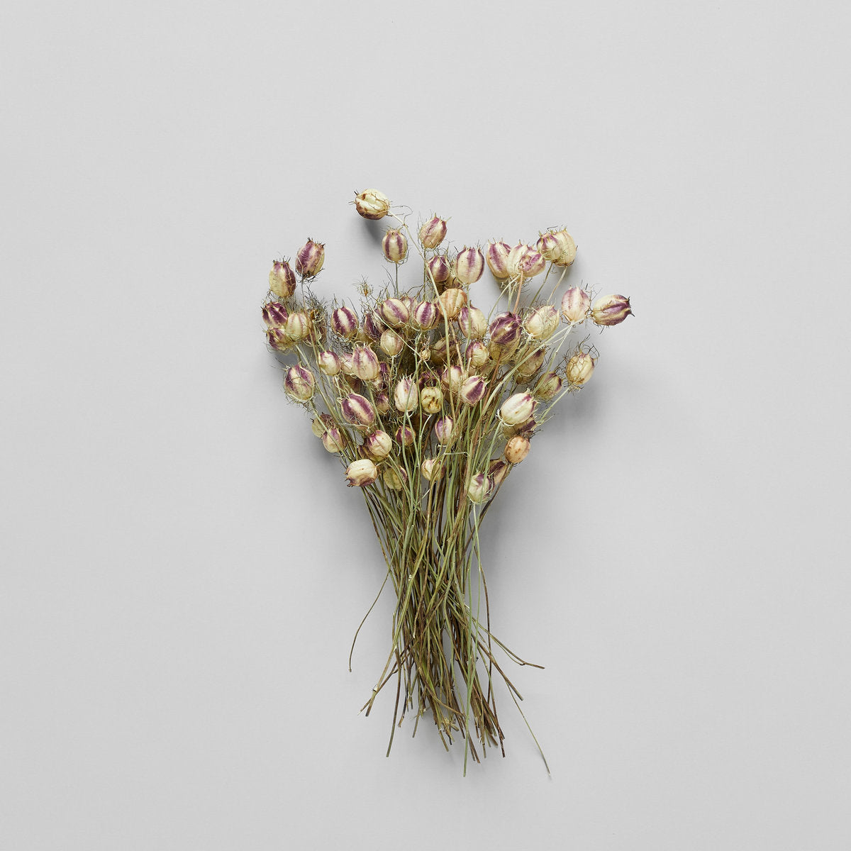 A large grouping of Dried Nigella Pods - Bloomist