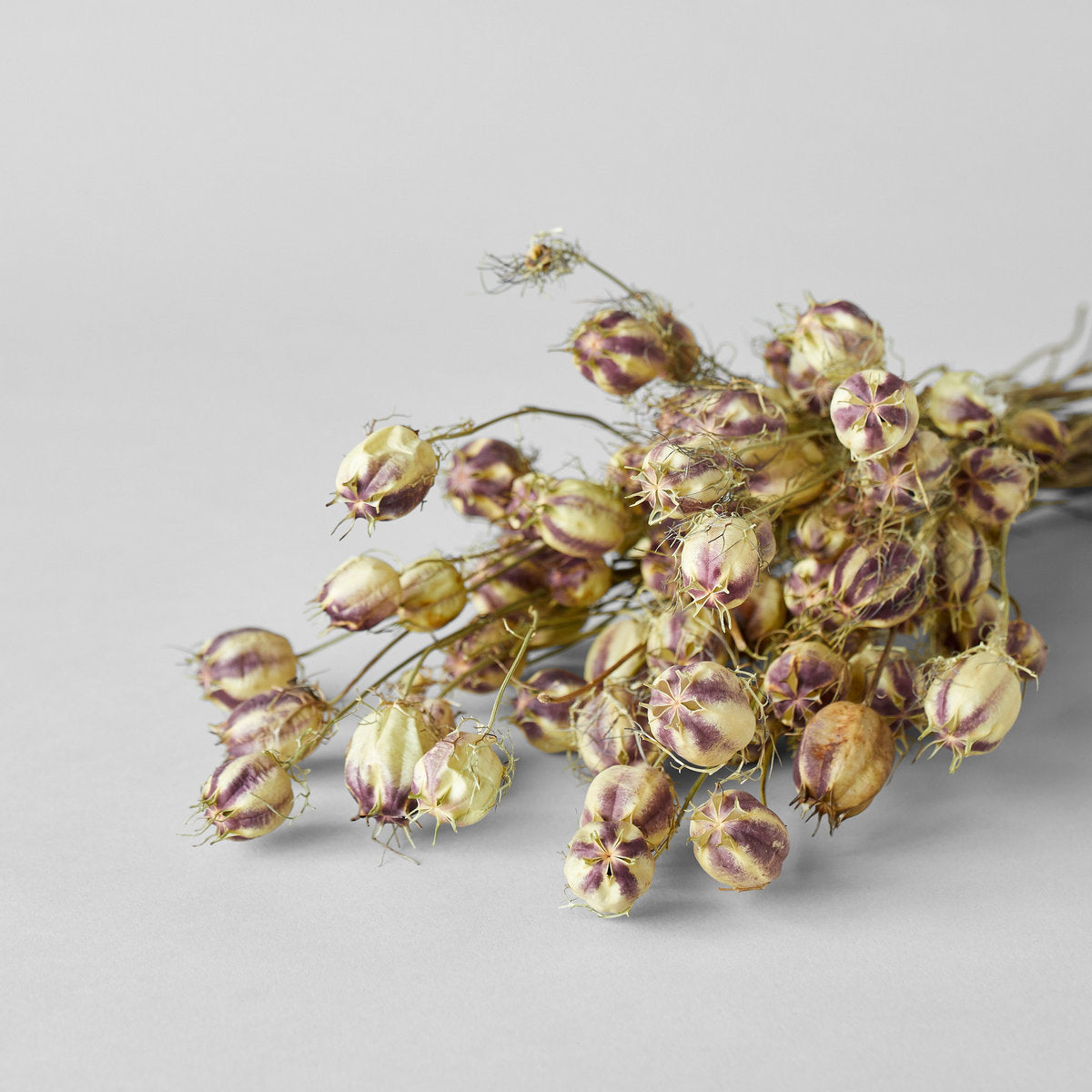 Close up of Dried Nigella Pods shows unique purple and white striations