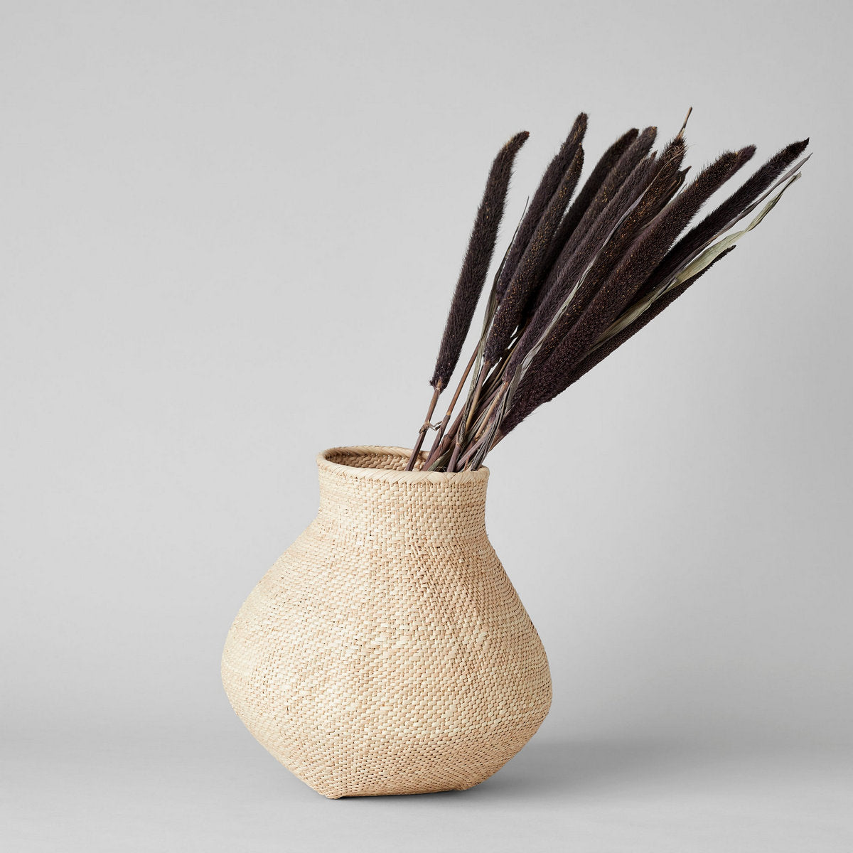 Dried Purple Majesty Millet - Bloomist