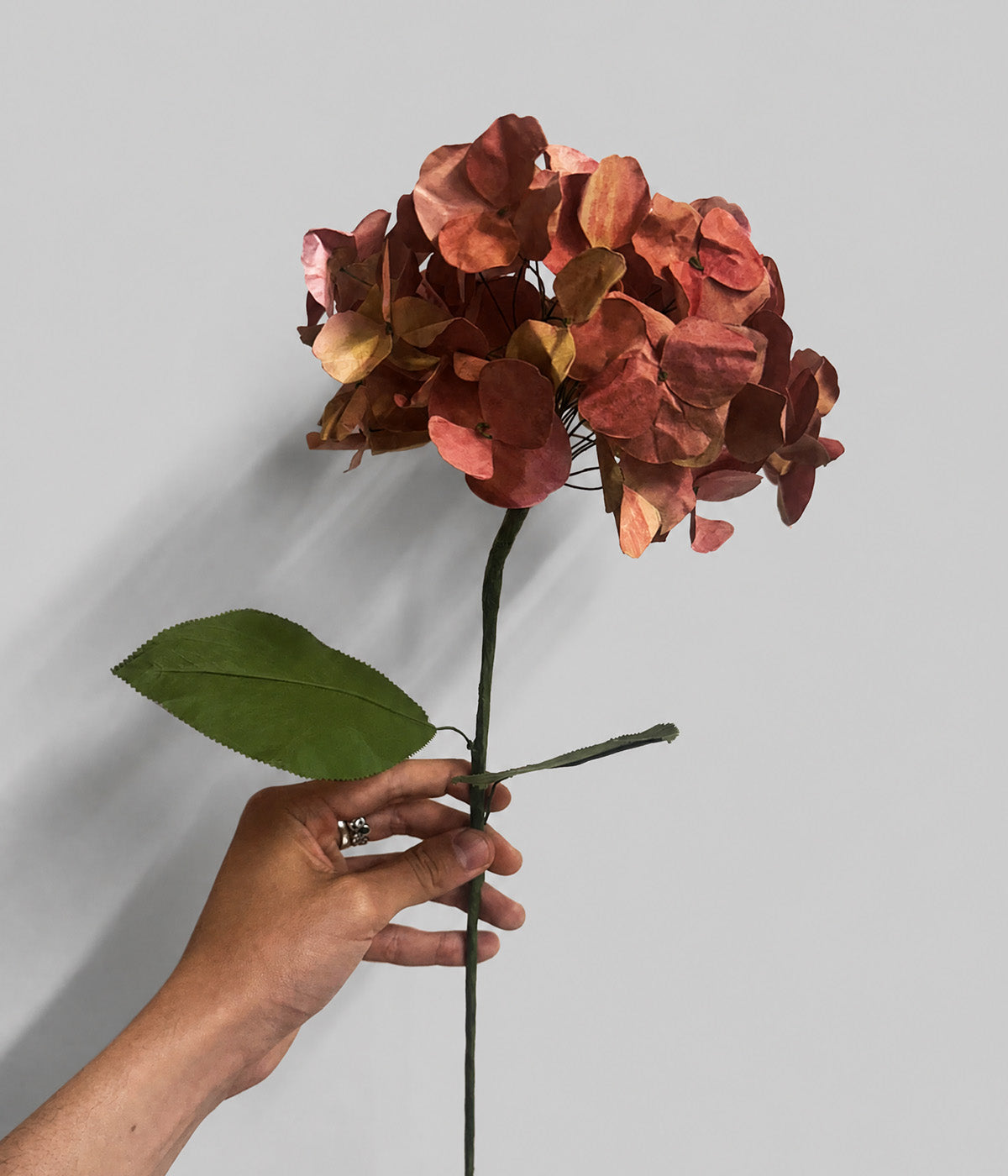 Hand holding the Autumn paper hydrangea stem with layered rose and russet florets and green leaves.
