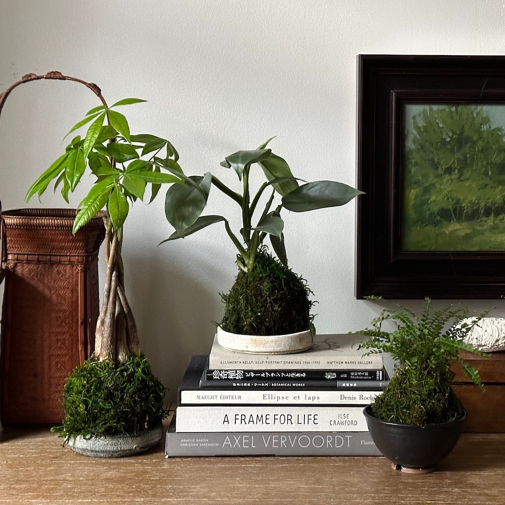Philodendron 'Silver Sword' Kokedama - Bloomist