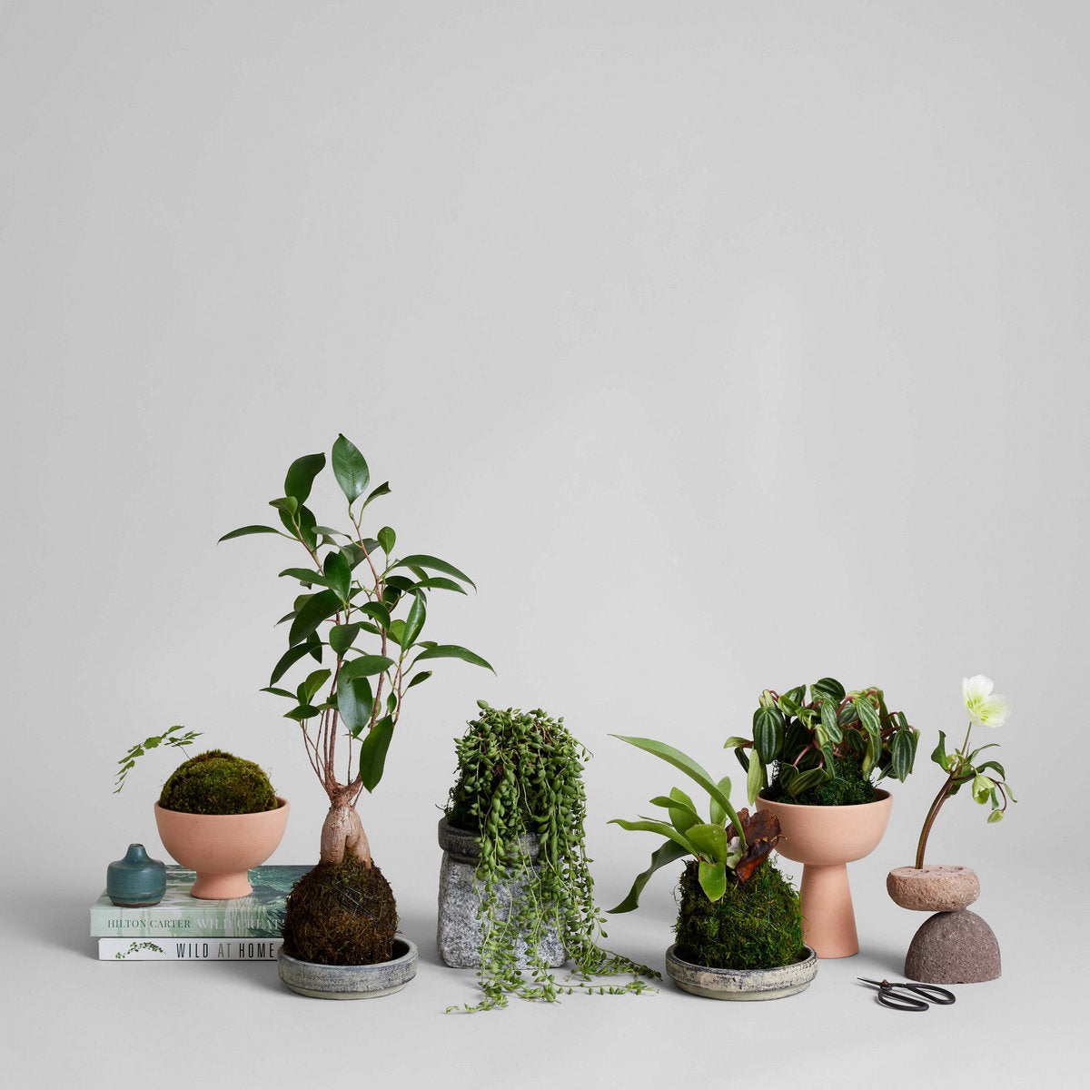 Ficus Bonsai Kokedama - Bloomist