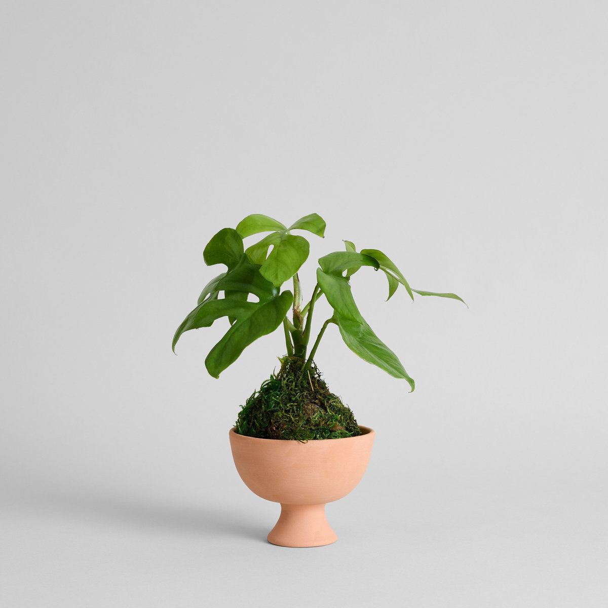 Split Leaf Monstera Kokedama - Bloomist
