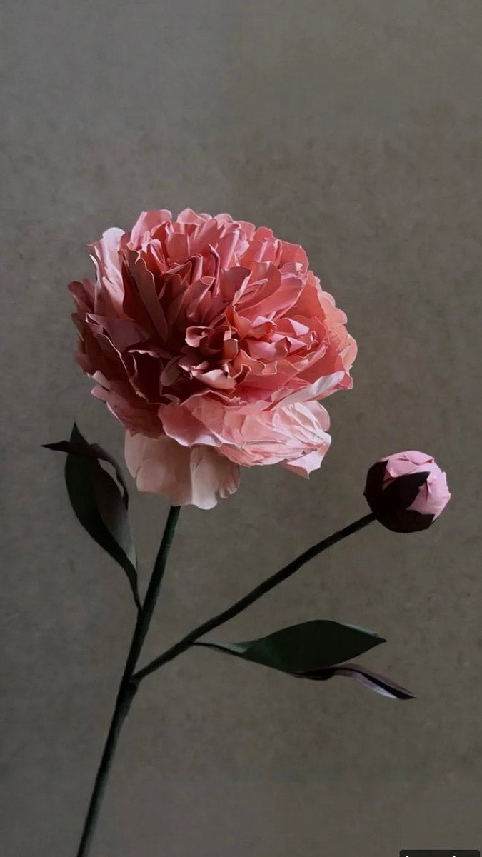 Close-up of pink Chinese peony beeswax paper petals