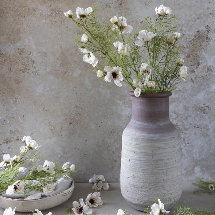 cosmos cream petals
