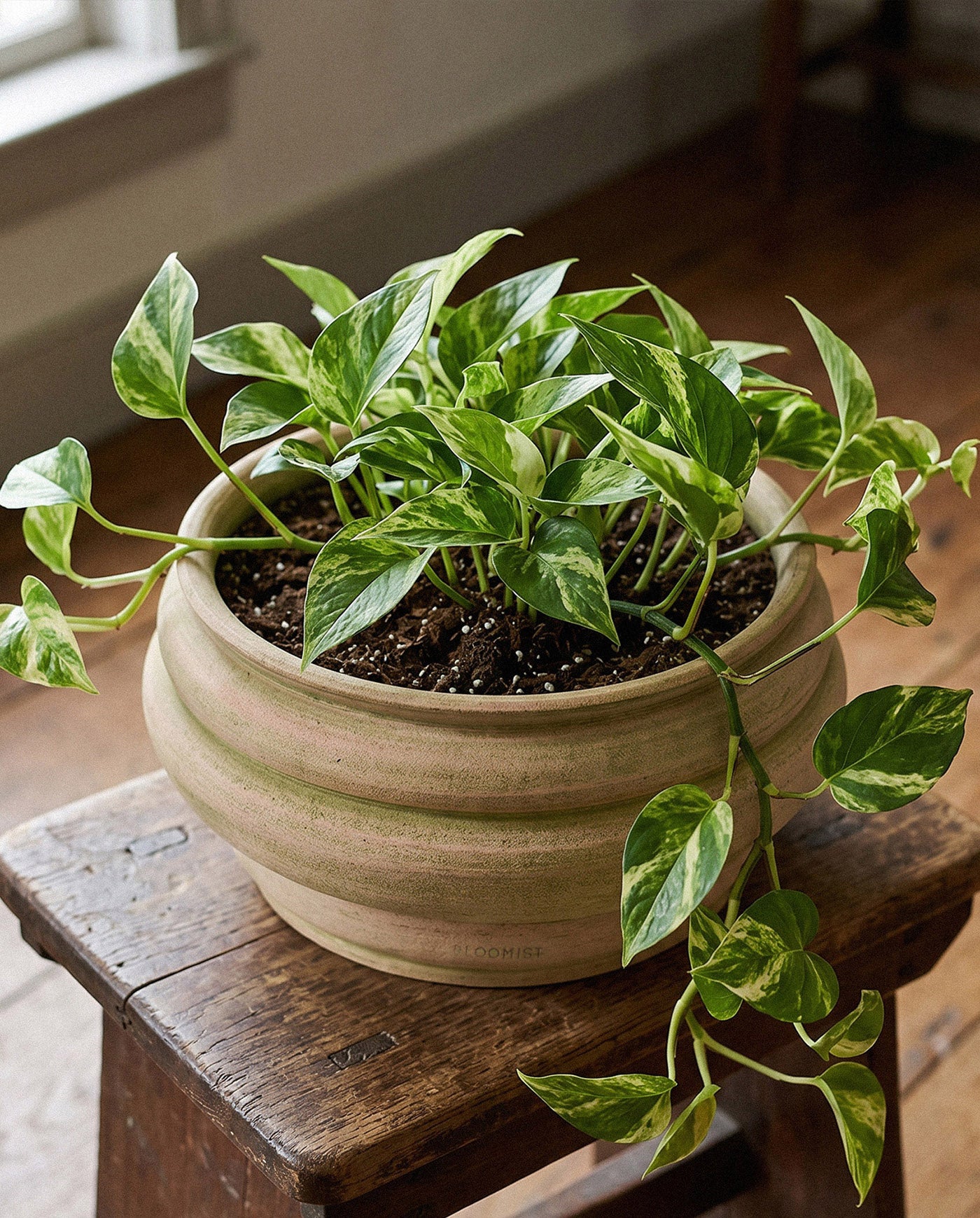 Basin Terracotta Pot, Greenwash