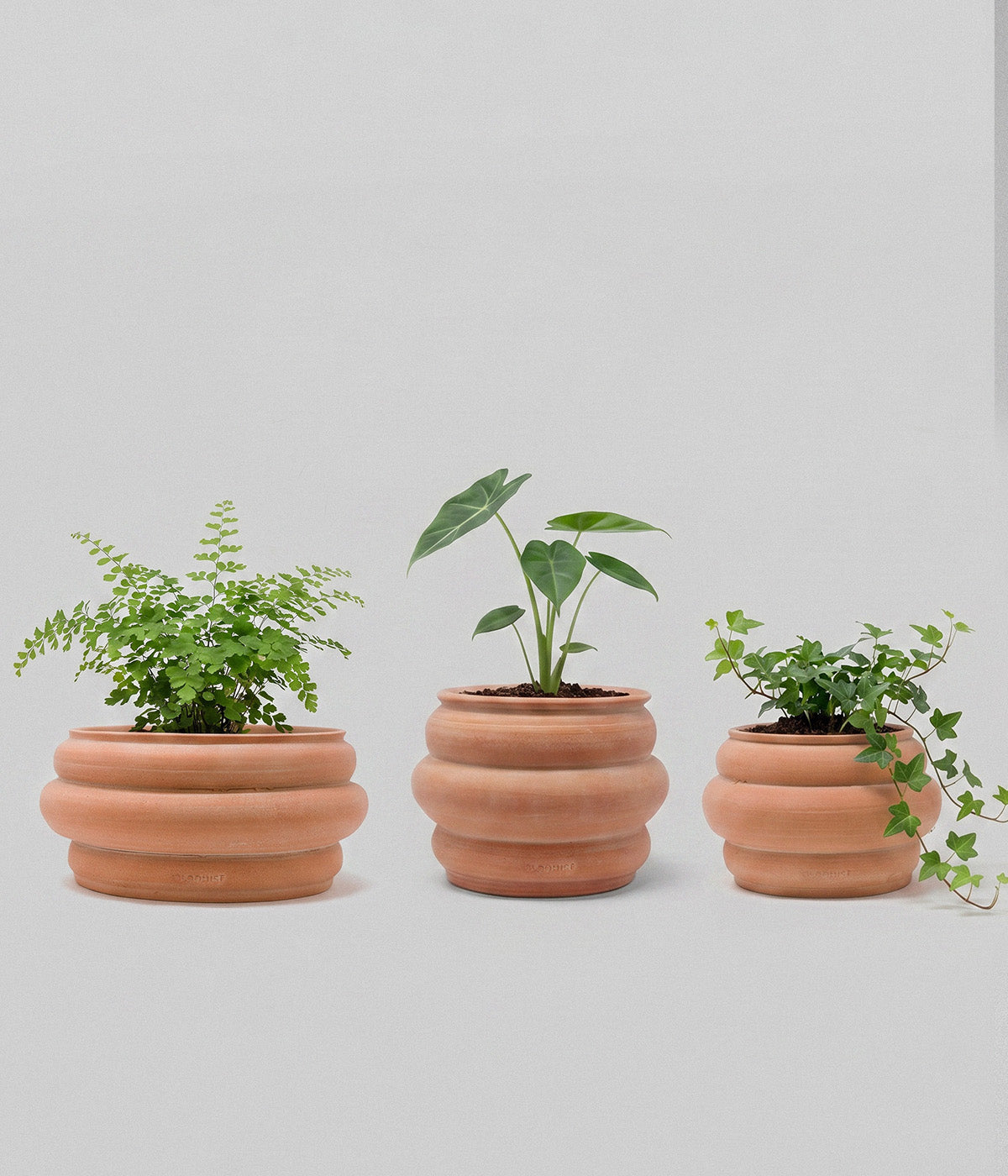 Basin Terracotta Pot, Whitewash