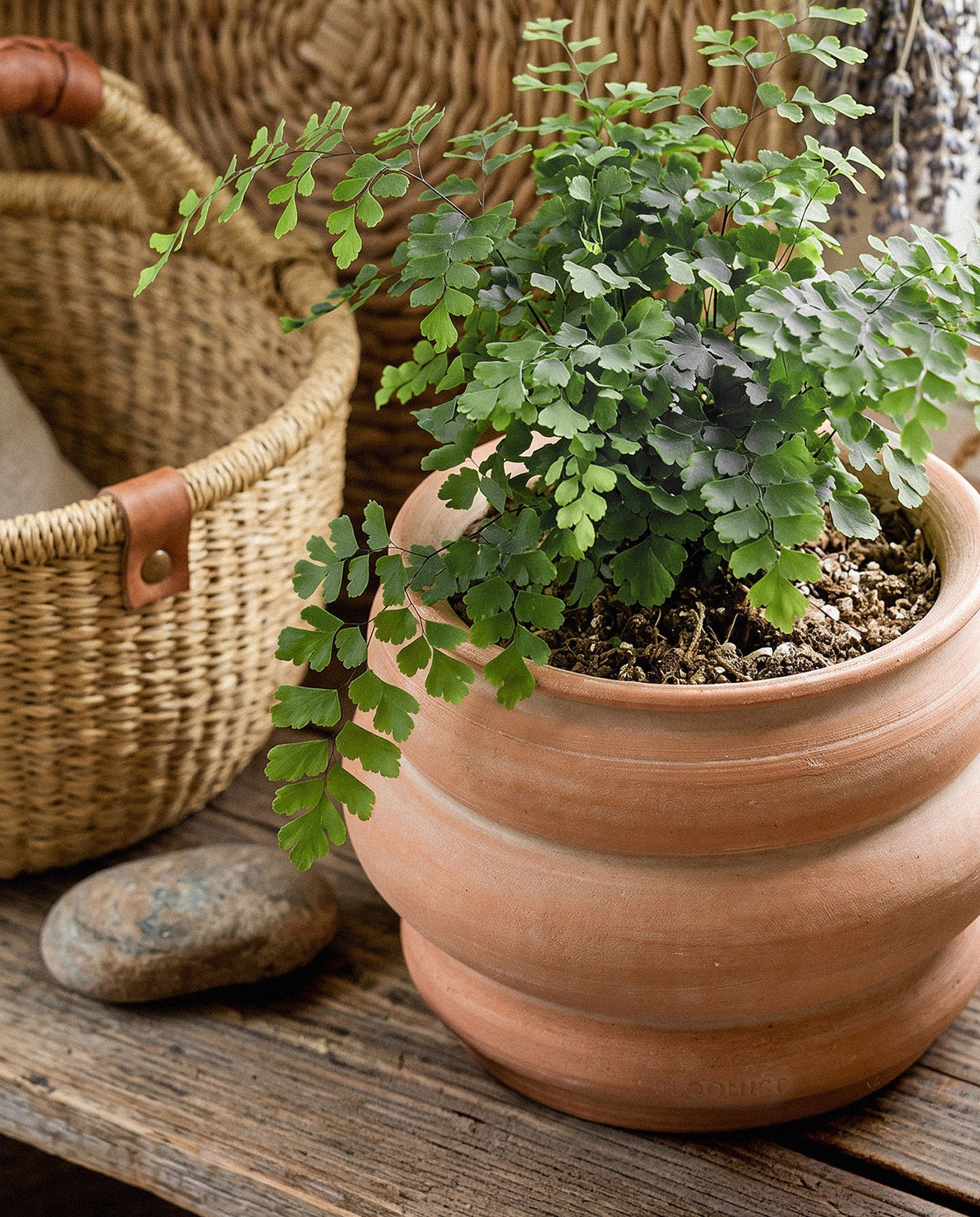 Basin Terracotta Pot, Whitewash