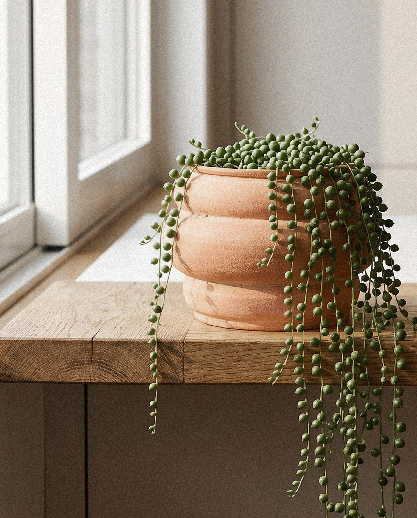 Basin Terracotta Pot, Whitewash
