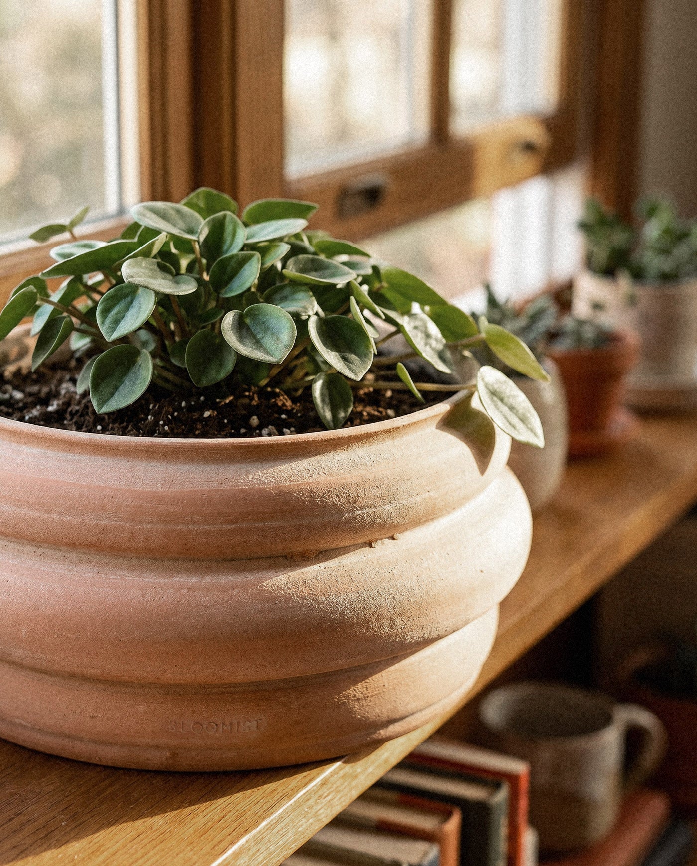 Basin Terracotta Pot, Whitewash