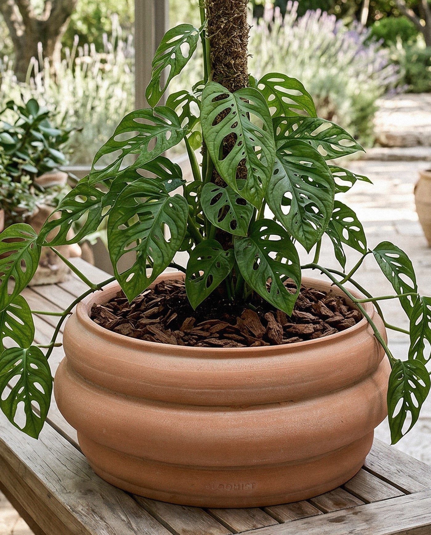 Basin Terracotta Pot, Whitewash