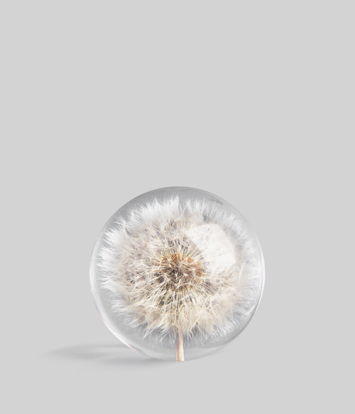 Dandelion paperweight with real seedhead suspended in clear resi