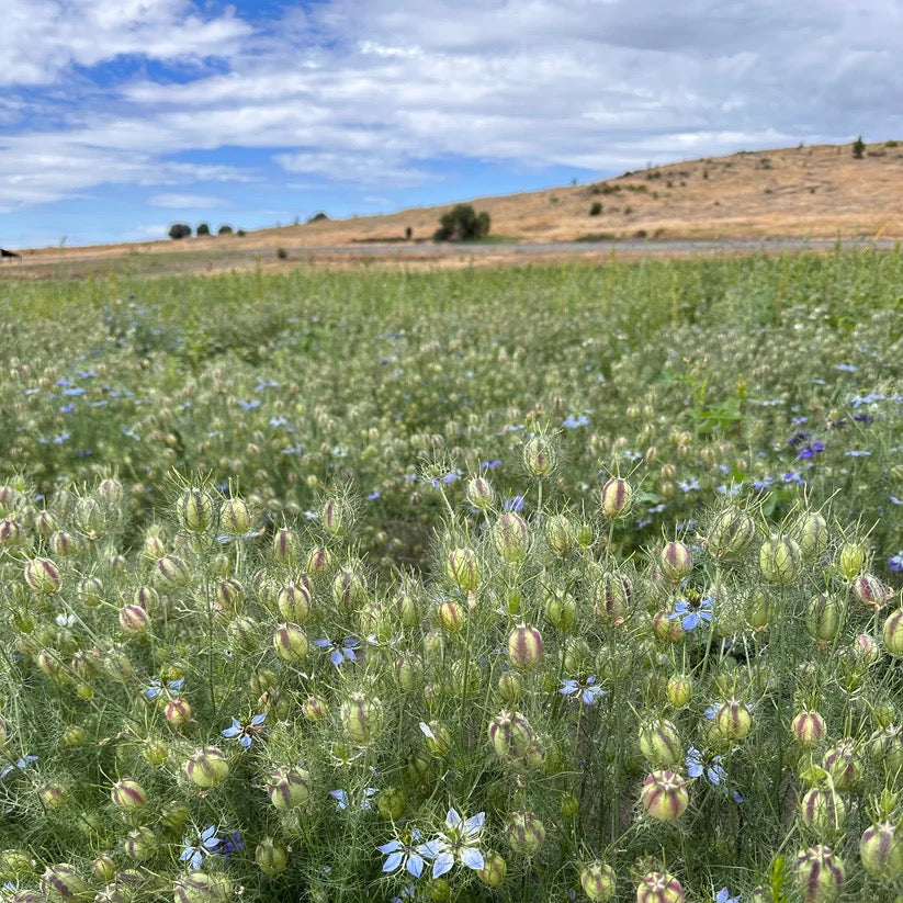 Nigella and wildflowers growing in field on USA farm for wreaths