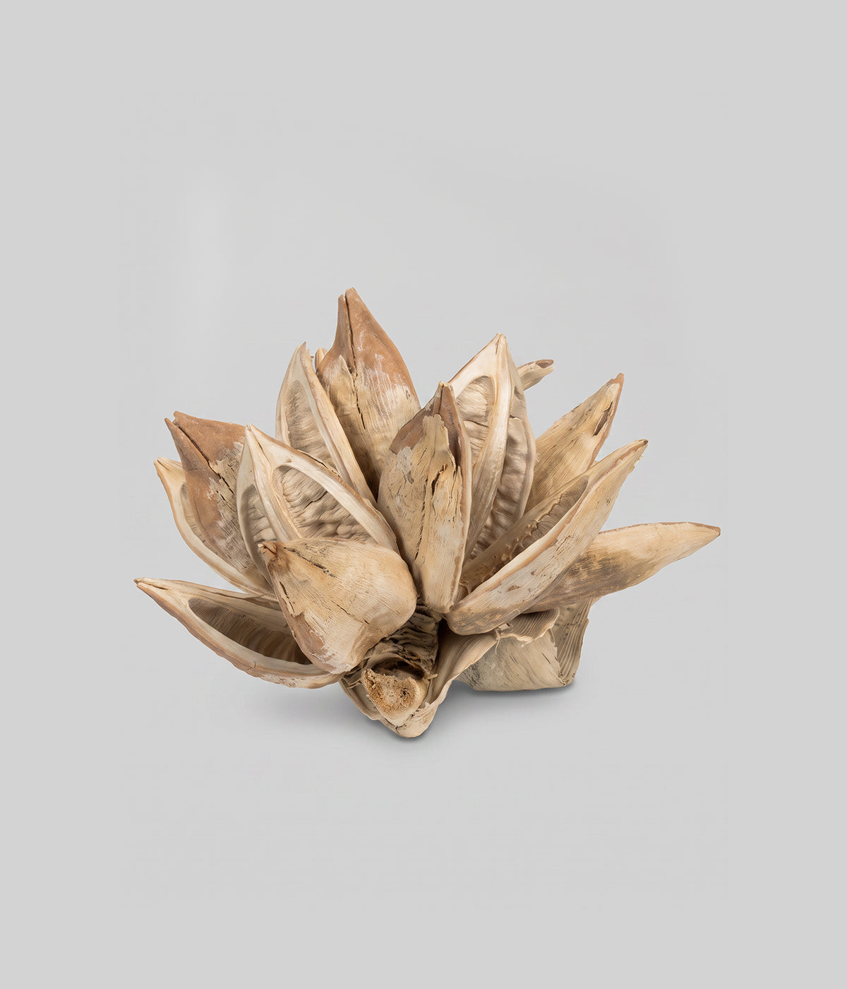 Dried Bleached Star Pod