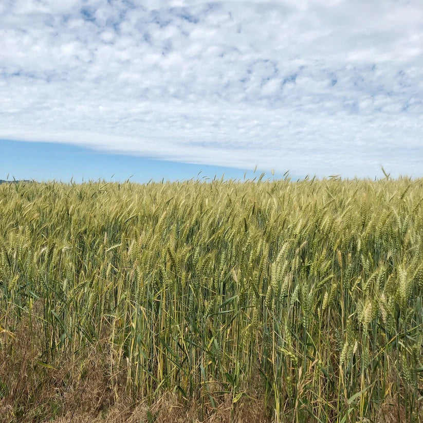 Green wheat growing in field on USA farm before harvest