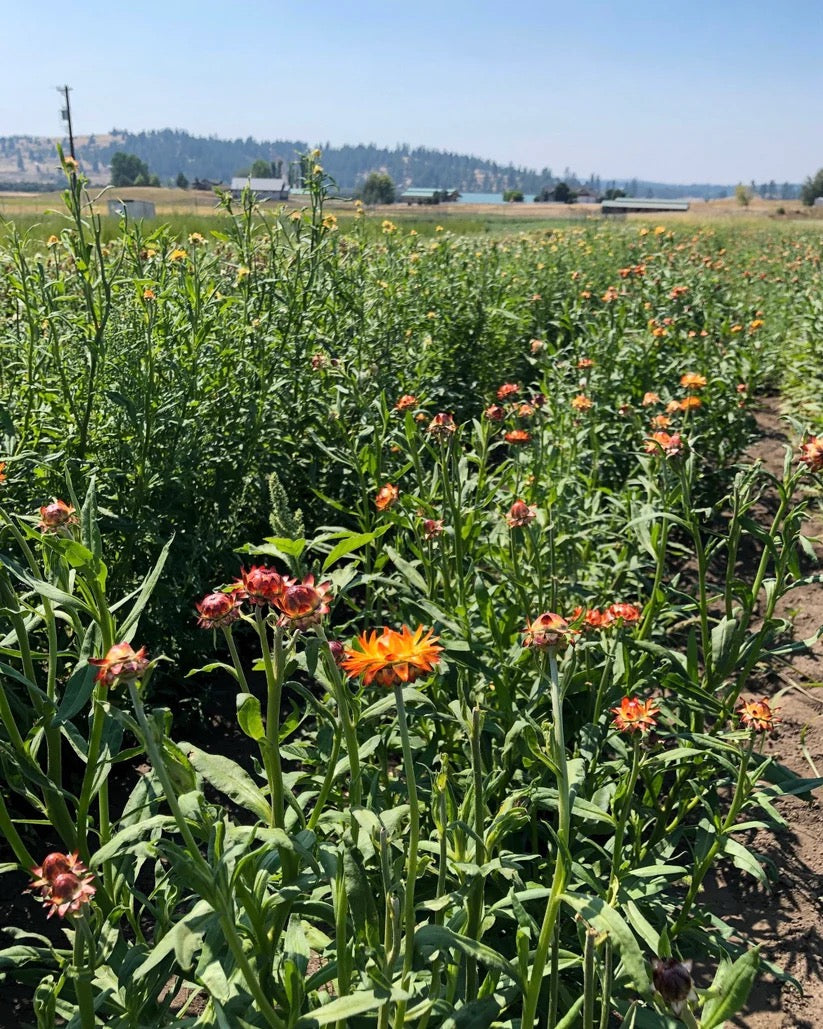 Farm-grown botanicals before harvest for wreath making
