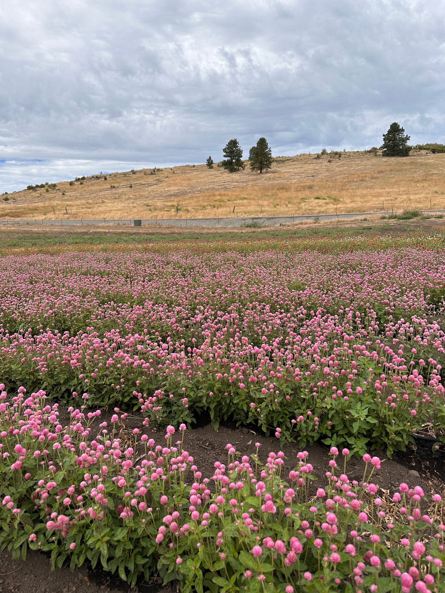 Field of pink globe amaranth growing on USA farm for dried wreaths