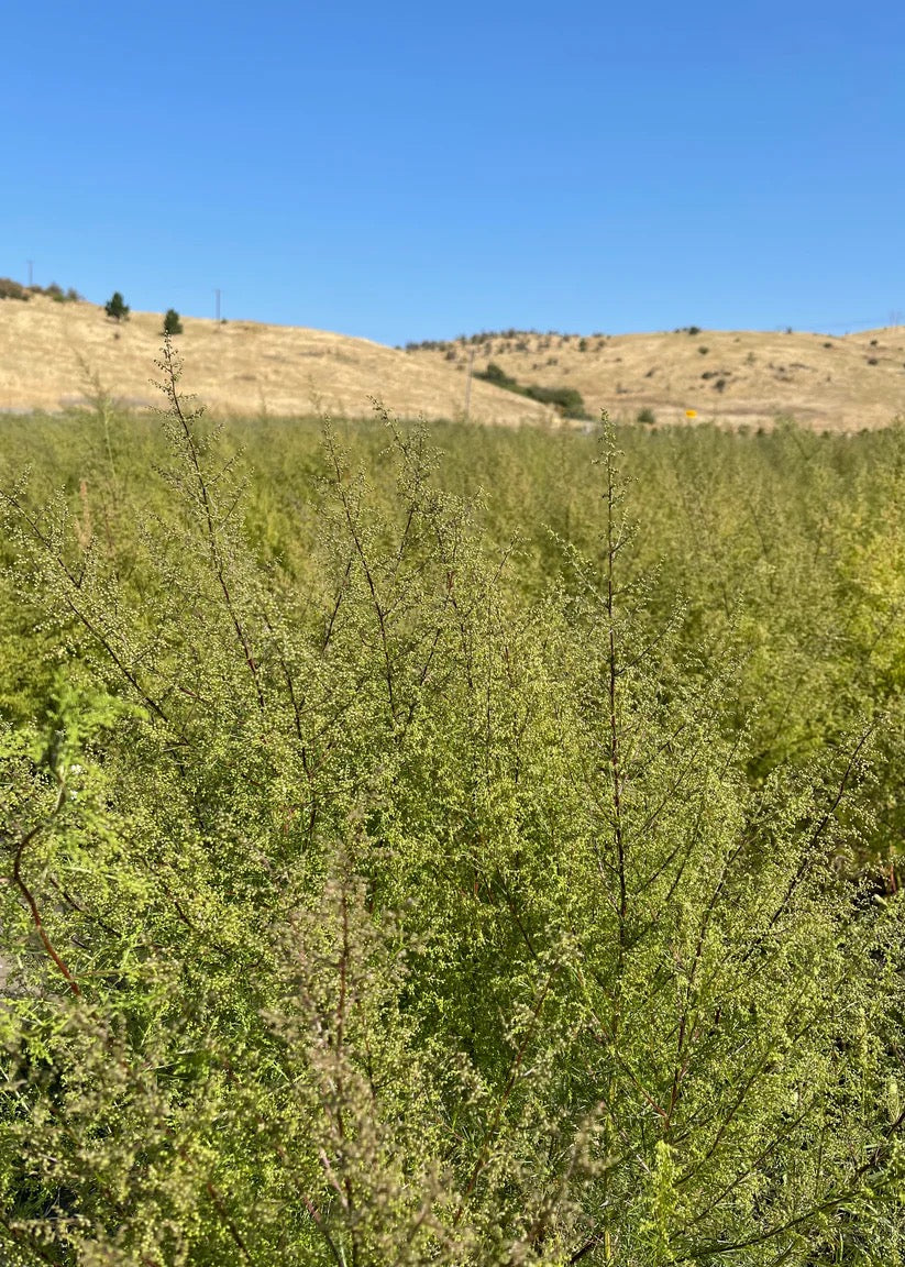 Sustainable flower farm for dried botanical wreaths