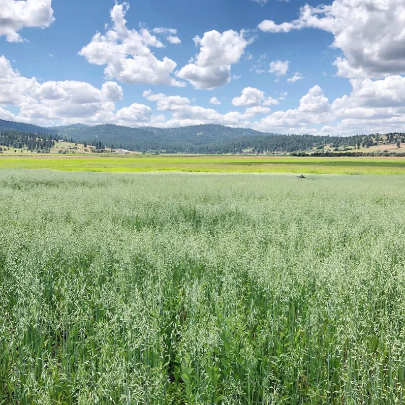 Oat field on USA farm where wreath botanicals grown