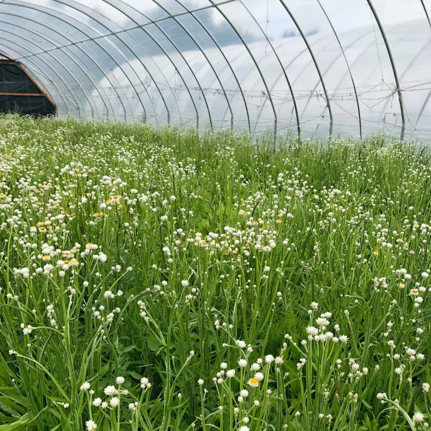 Greenhouse-grown flowering botanicals cultivated for dried floral wreaths
