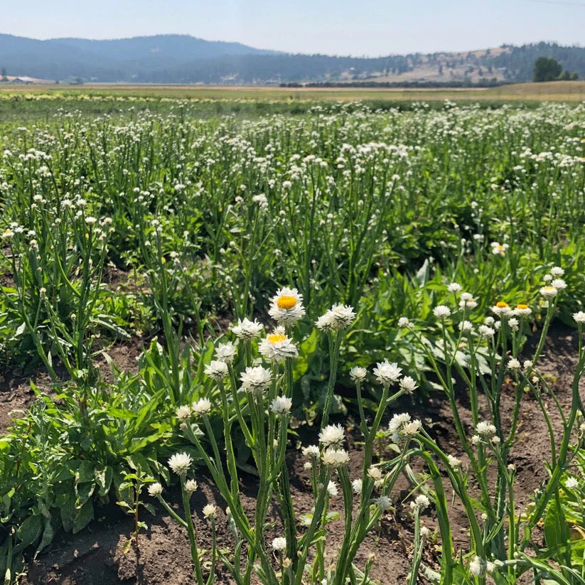 White floral field on a USA farm