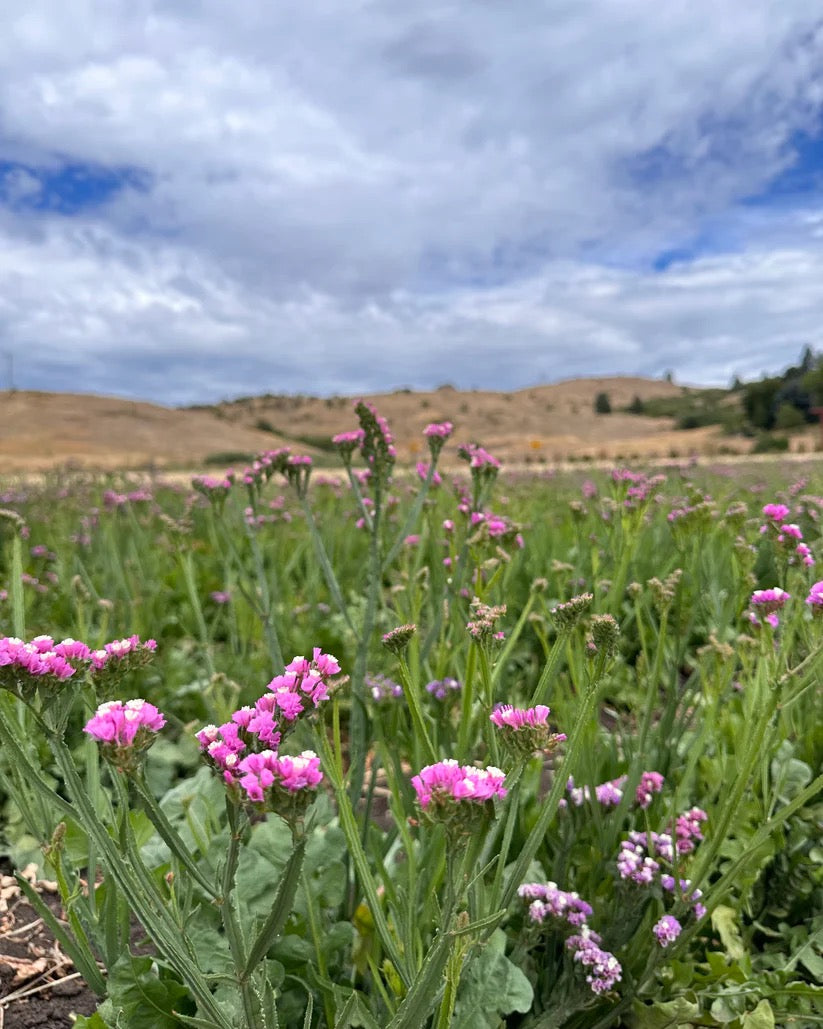 Pink flowering botanicals growing in open fields on a USA flower farm