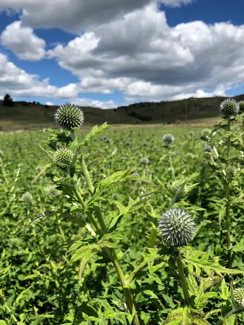 Green field landscape on USA farm where flowers are grown
