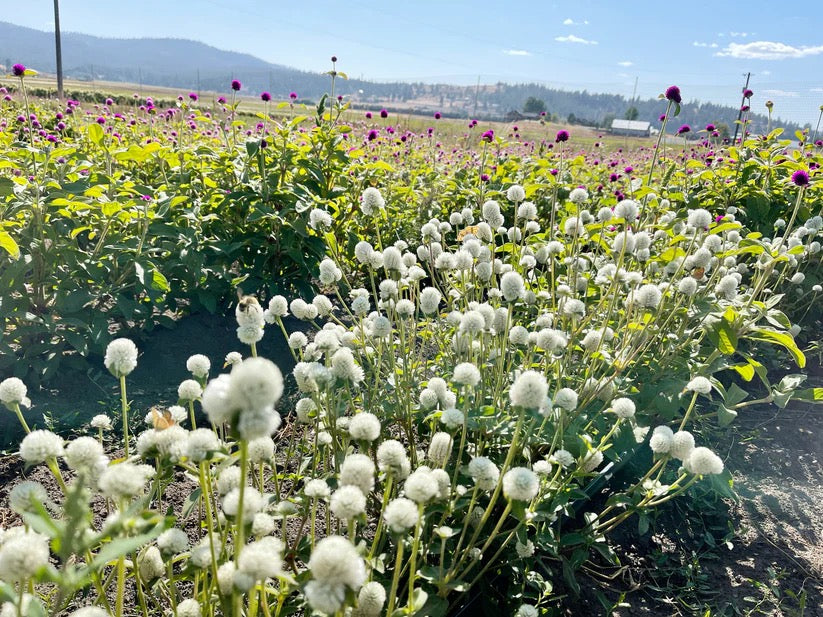 White globe amaranth growing densely in the field before harvest