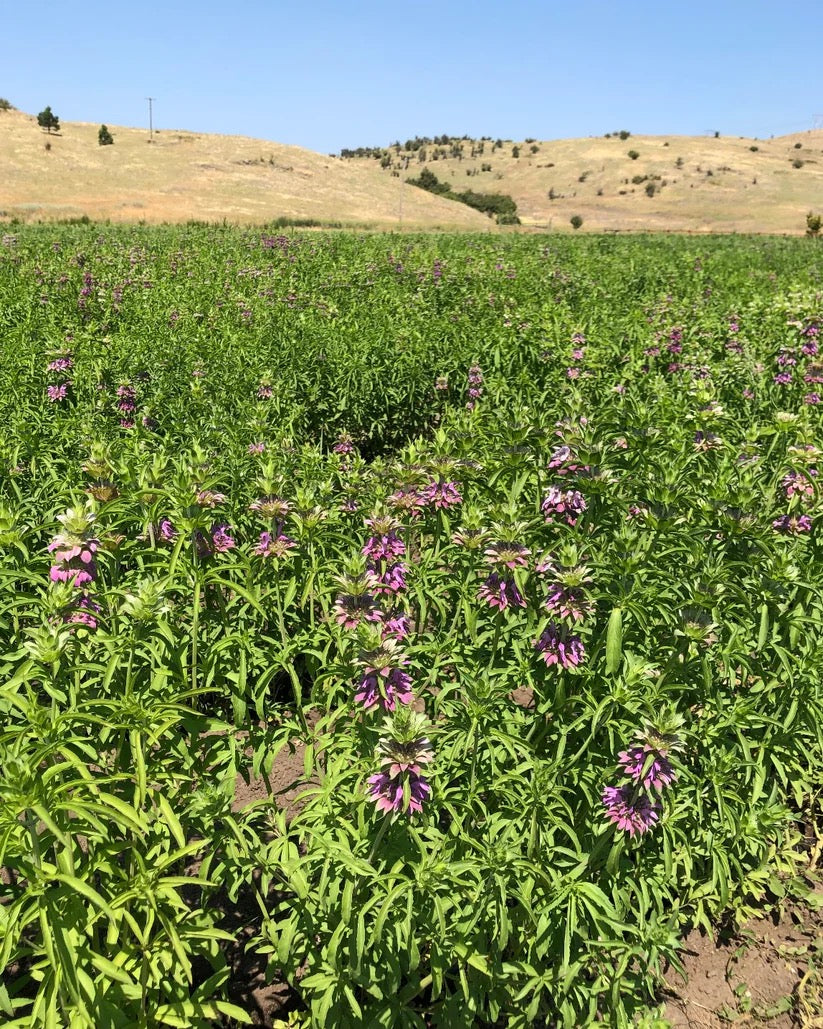 Purple globe amaranth growing in rows on a flower farm