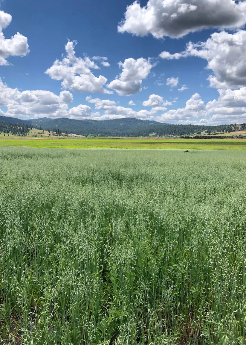Green field plants growing evenly in cultivated rows