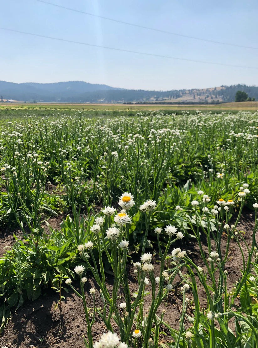White ammobium daisies growing closely together on the farm