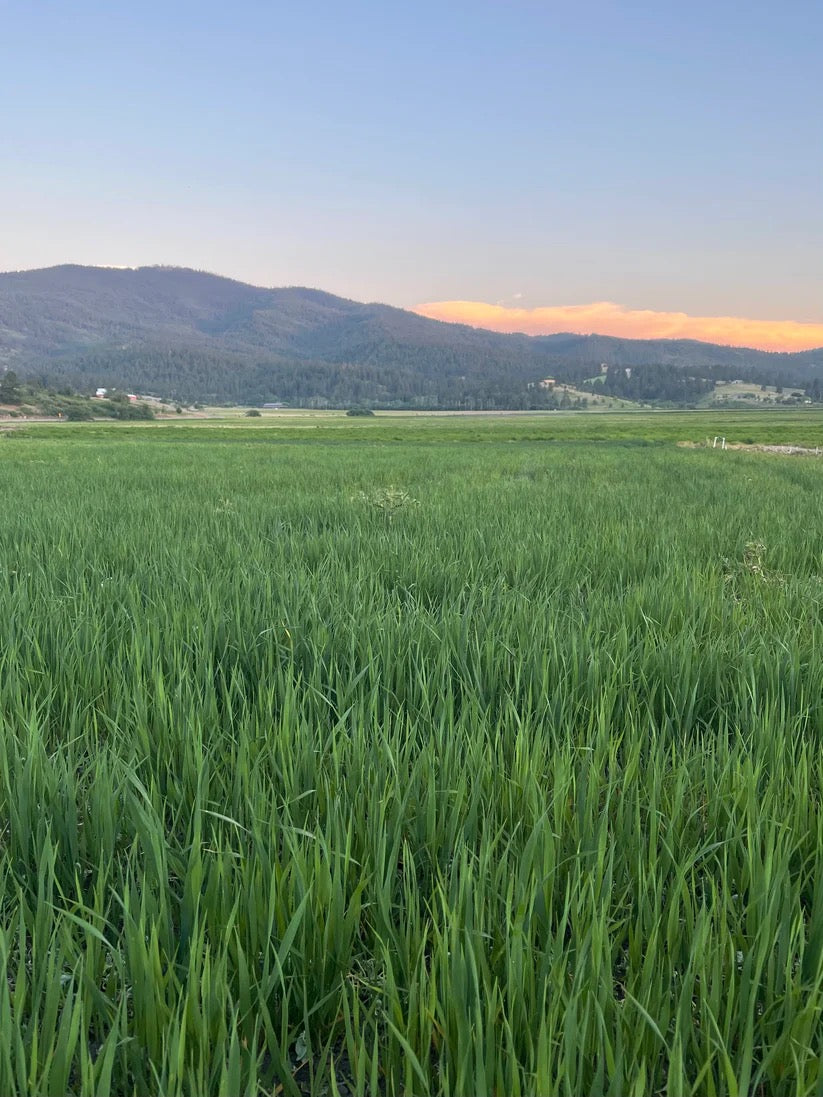 Dense green field crop growing upright before harvest