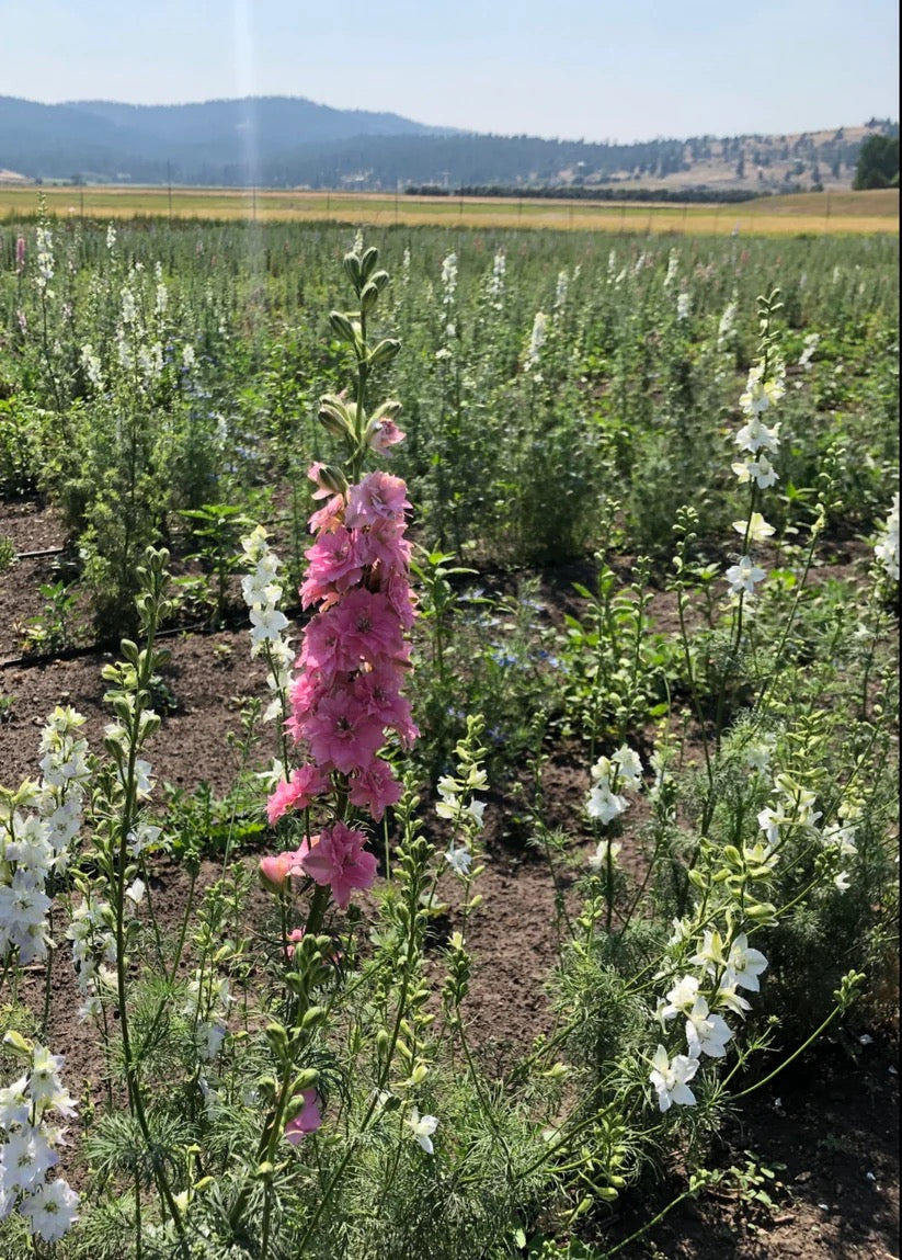 Pink larkspur growing in the field for dried floral arrangements