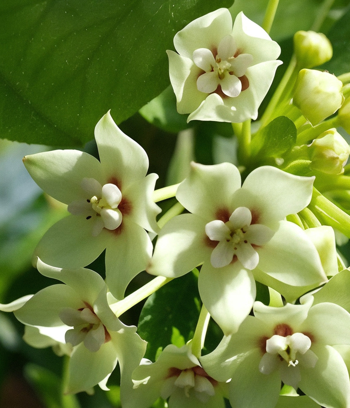 Hoya Lisa kokedama star flowers
