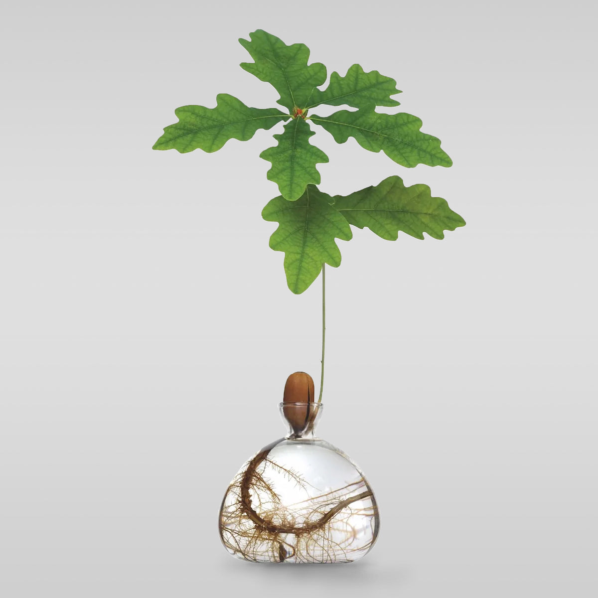 Acorn Vase - Bloomist