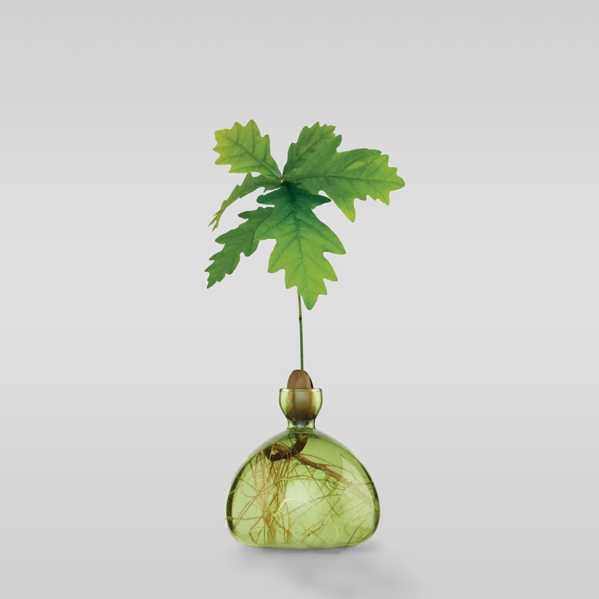 Acorn Vase - Bloomist