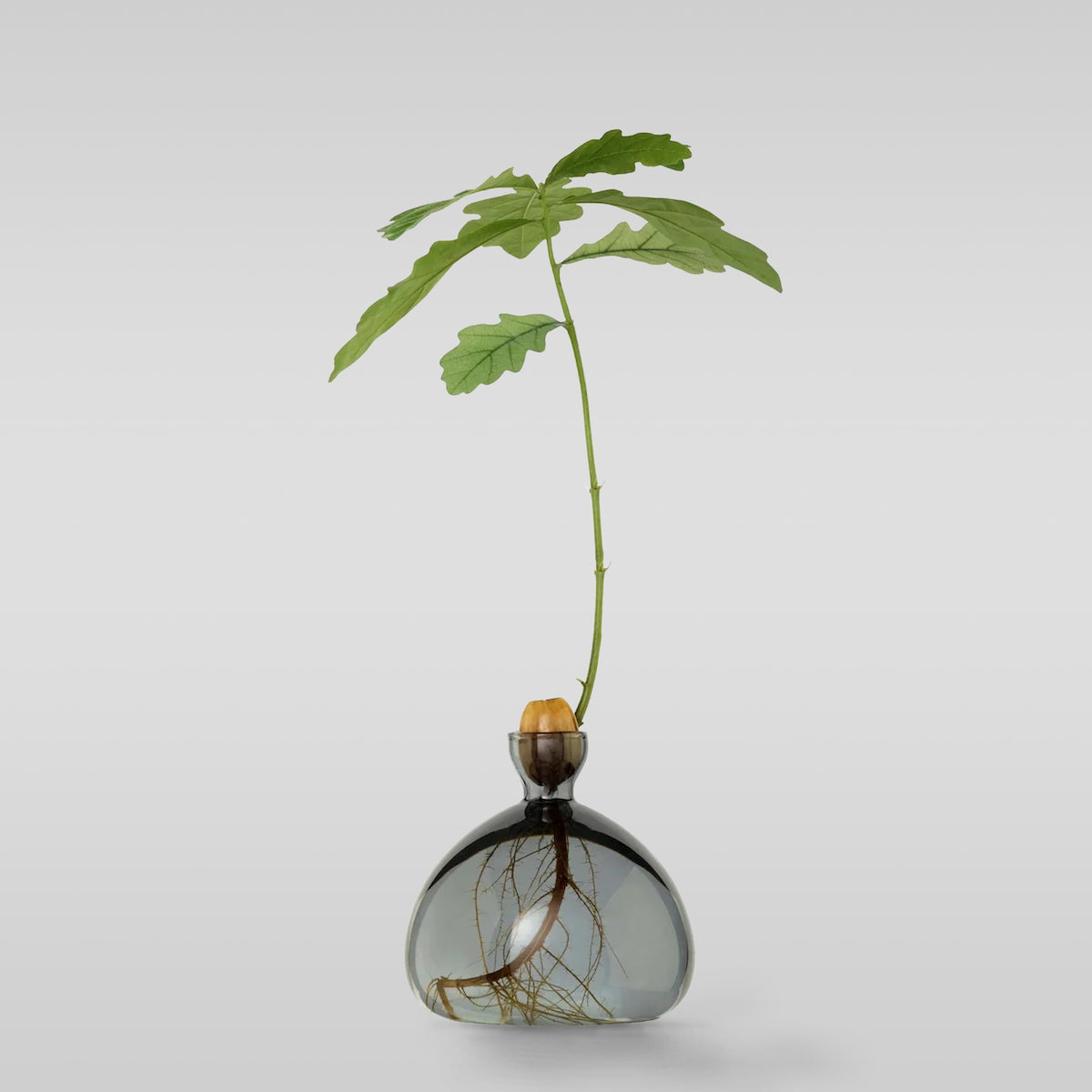 Acorn Vase - Bloomist