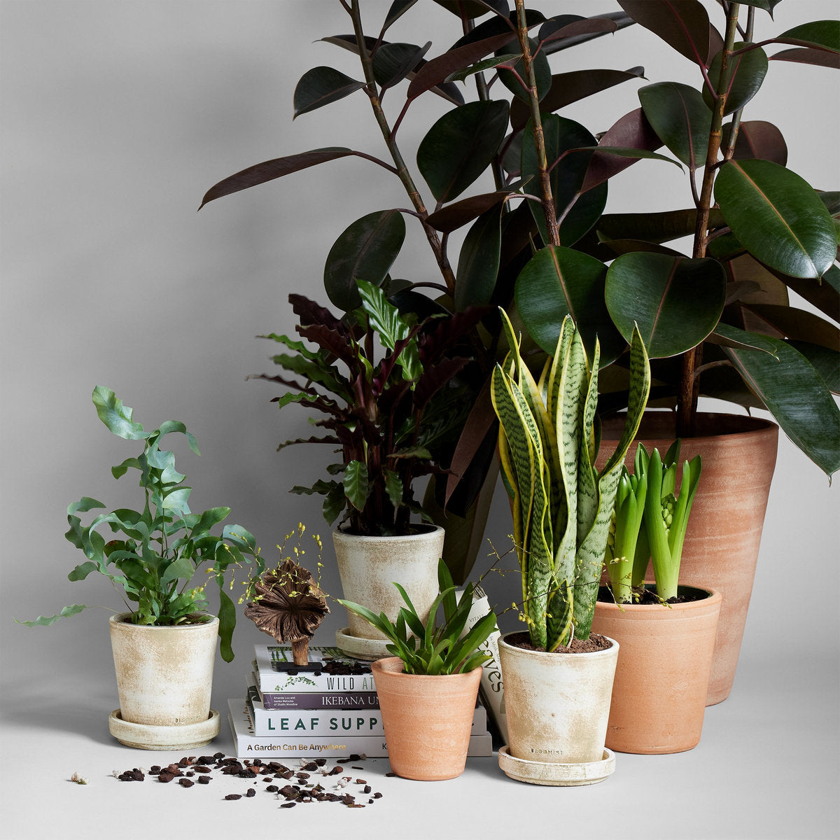 Studio Planter, Whitewash - Bloomist