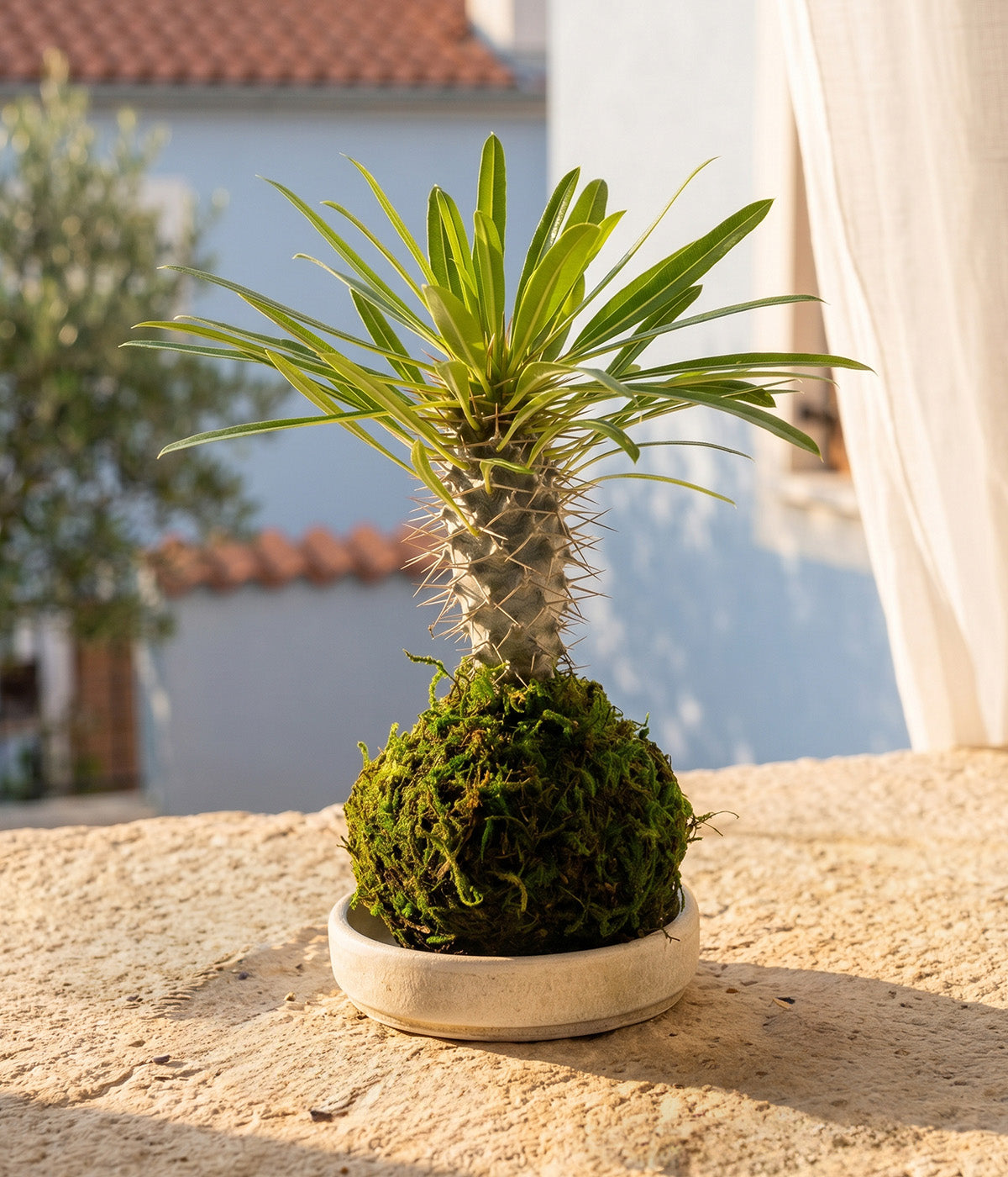  madagascar palm succulent plant