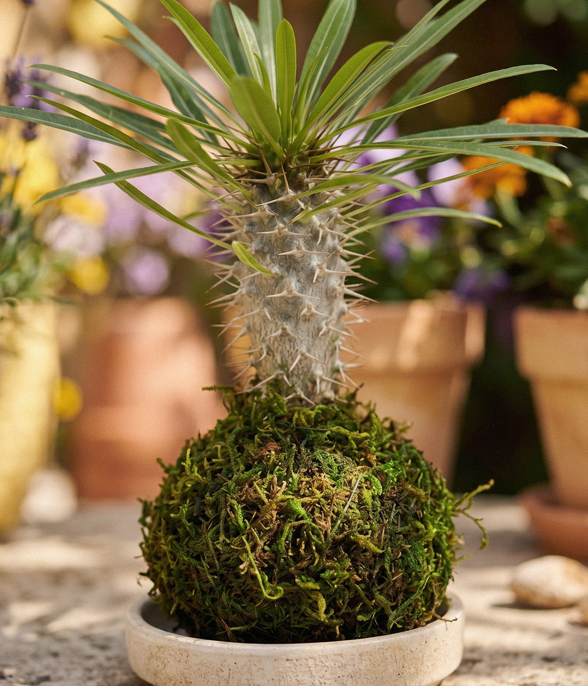  pachypodium lamere