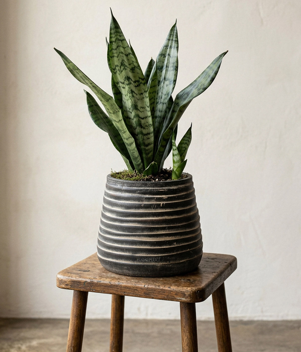 Ridge Terracotta Planter, Dark Charcoal Wash
