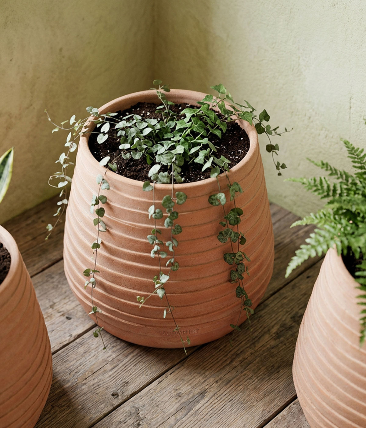 Ridge Terracotta Planter, Whitewash