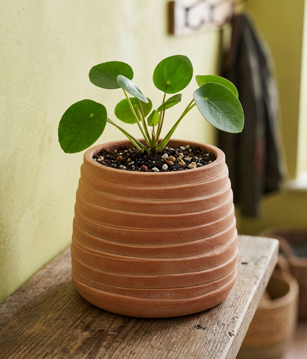 Ridge Terracotta Planter, Whitewash