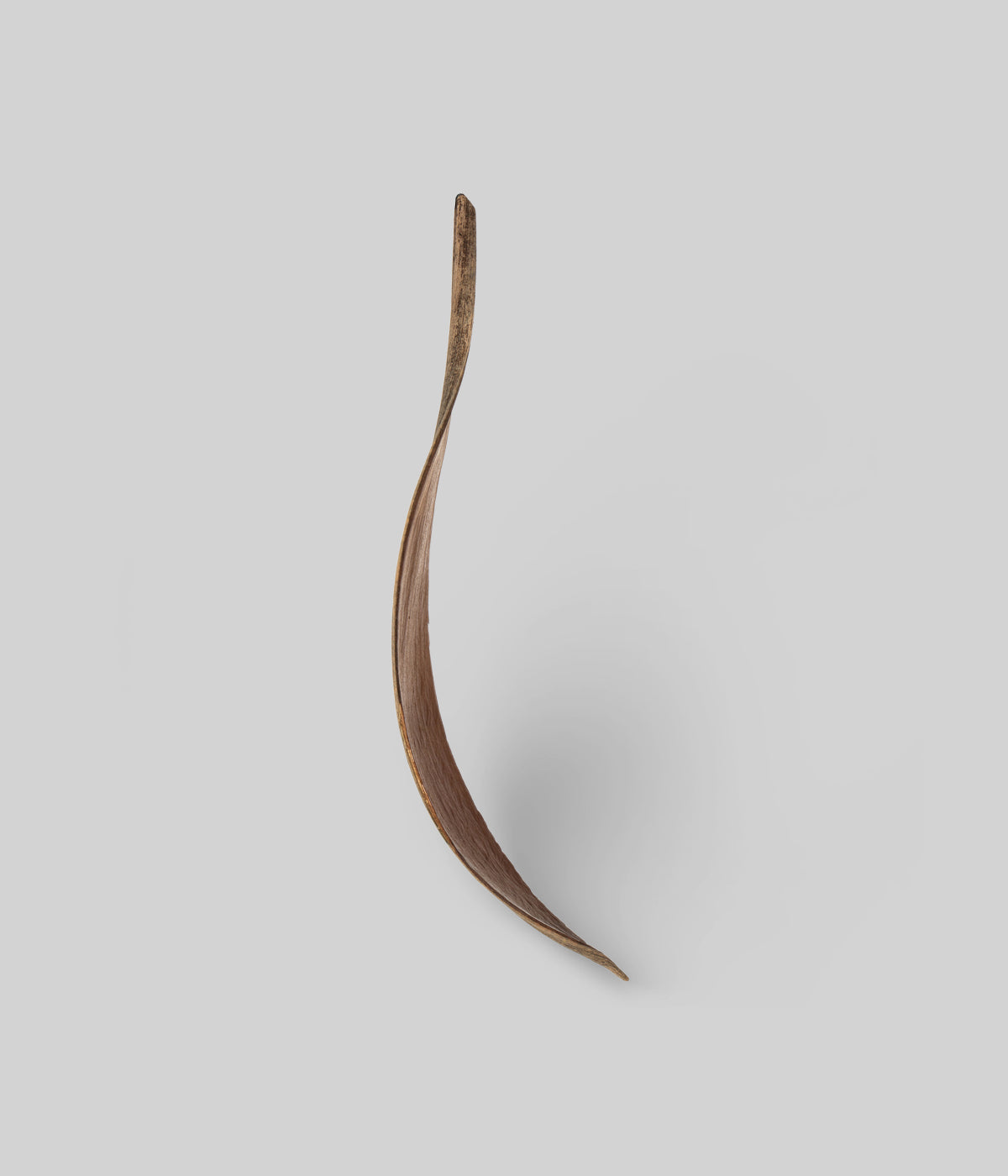 Single dried palm paddle with pointed tip showing warm brown tone and curved form