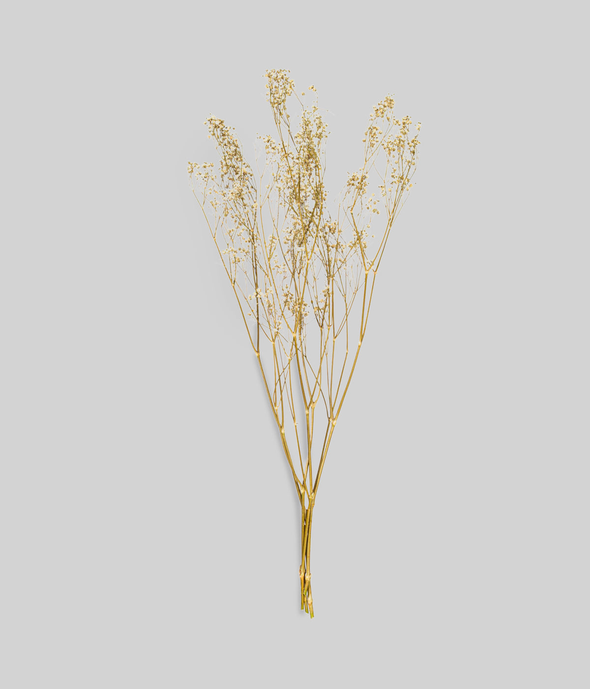 Dried gypsophila bunch with golden stems and tiny white flowers on gray background