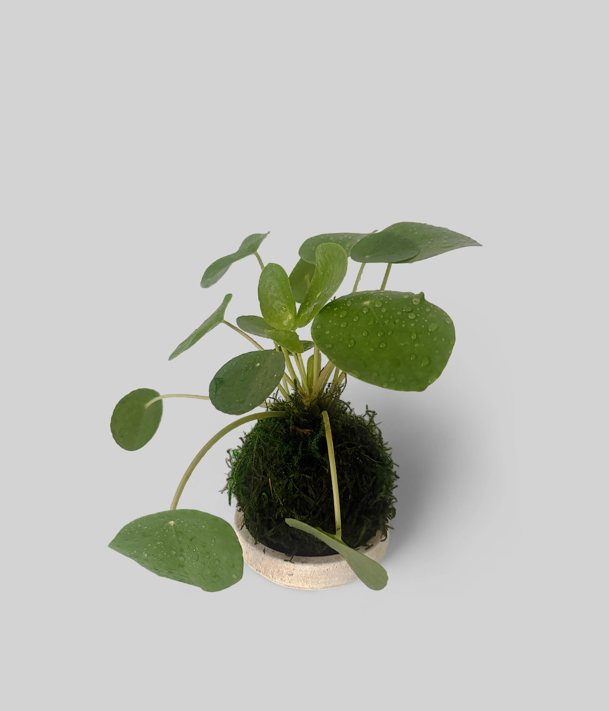 chinese money plant
