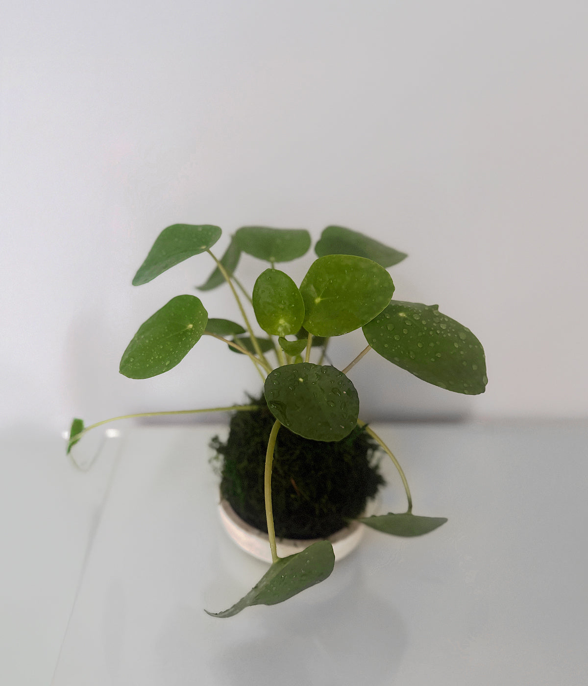 pilea peperomioides