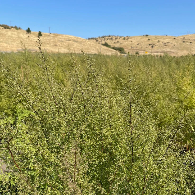 Natural grasses and botanicals growing in field on USA farm