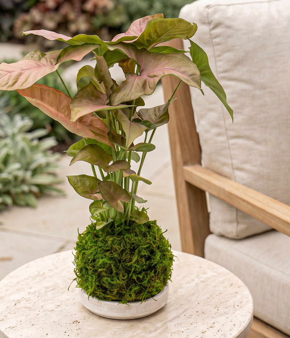 Strawberry Cream Arrowhead Kokedama