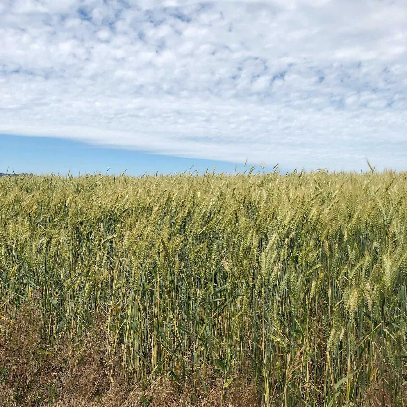 Wheat decor with naturally varied stalks and handcrafted details